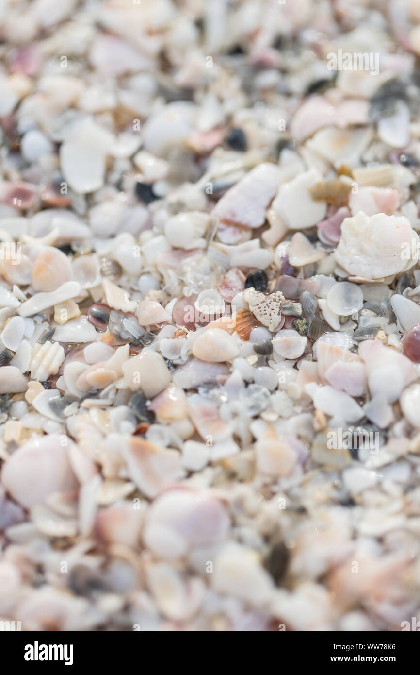 Coquina Muschelfragmente, die die Sandküste am Dunedin Causeway, Florida, bedecken. Stockfoto