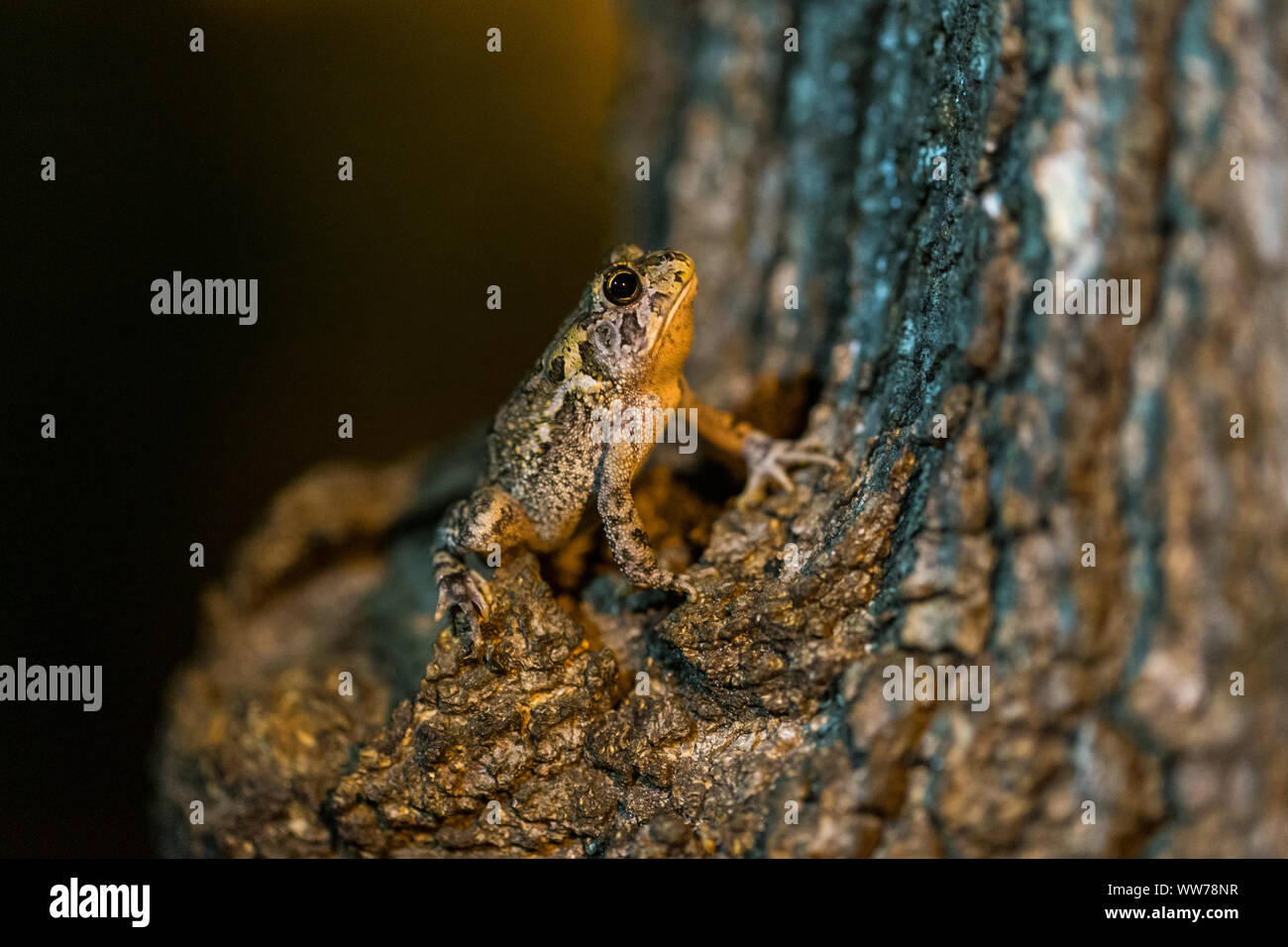 Ostamerikanische Kröte hockte nachts auf Baumrinde in Palm Harbor, Florida. Stockfoto
