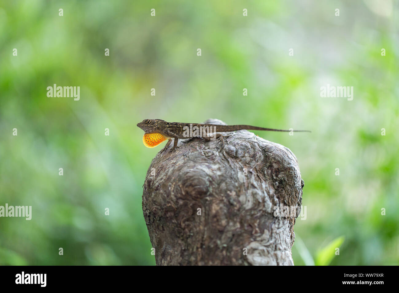 Männchen kubanischer brauner Anole (Anolis sagrei), die ihre Taublap verlängert, um einen Partner bei A.L. anzuziehen Anderson Park, Tarpon Springs, Florida, USA. Stockfoto