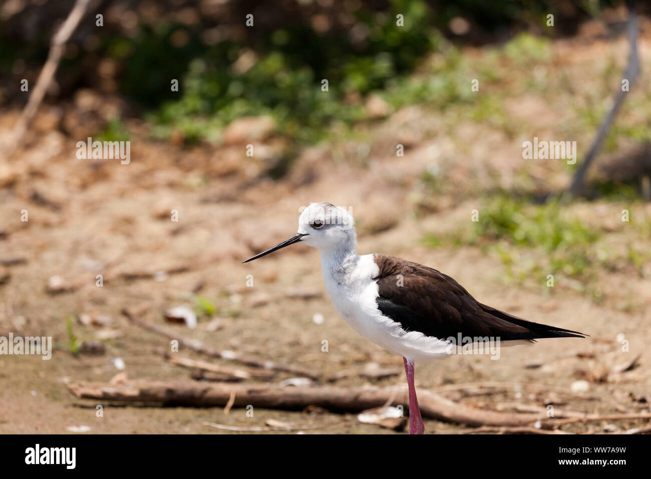 Schwarz geflügelte Stelzenläufer wader am Ufer des Sees Nzerakera, Tansania neben einem offenen billed Stork Stockfoto