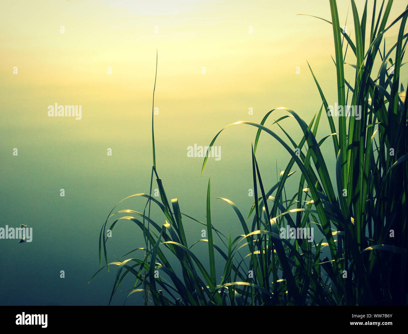 Gras, Lakeside Stockfoto