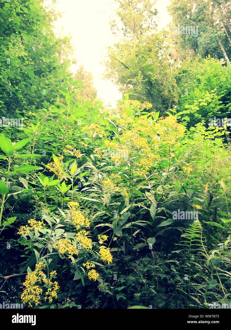 Laubwald, wilde Blumen und Sträucher Stockfoto