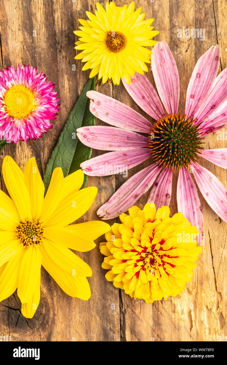 Purpur Sonnenhut, Stroh, Blumen, Zinnoberrot, mehrjährig Sonnenblumen auf Holz- Oberfläche Stockfoto