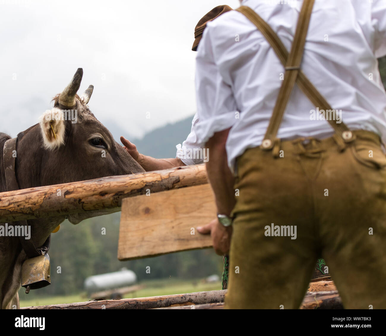 Viehscheid' nach dem Almabtrieb (zeremonielle Fahren hinunter von Rindern von der Alm ins Tal im Herbst) im Spätsommer in Bayern, Kuh Besitzer übergeben. Stockfoto
