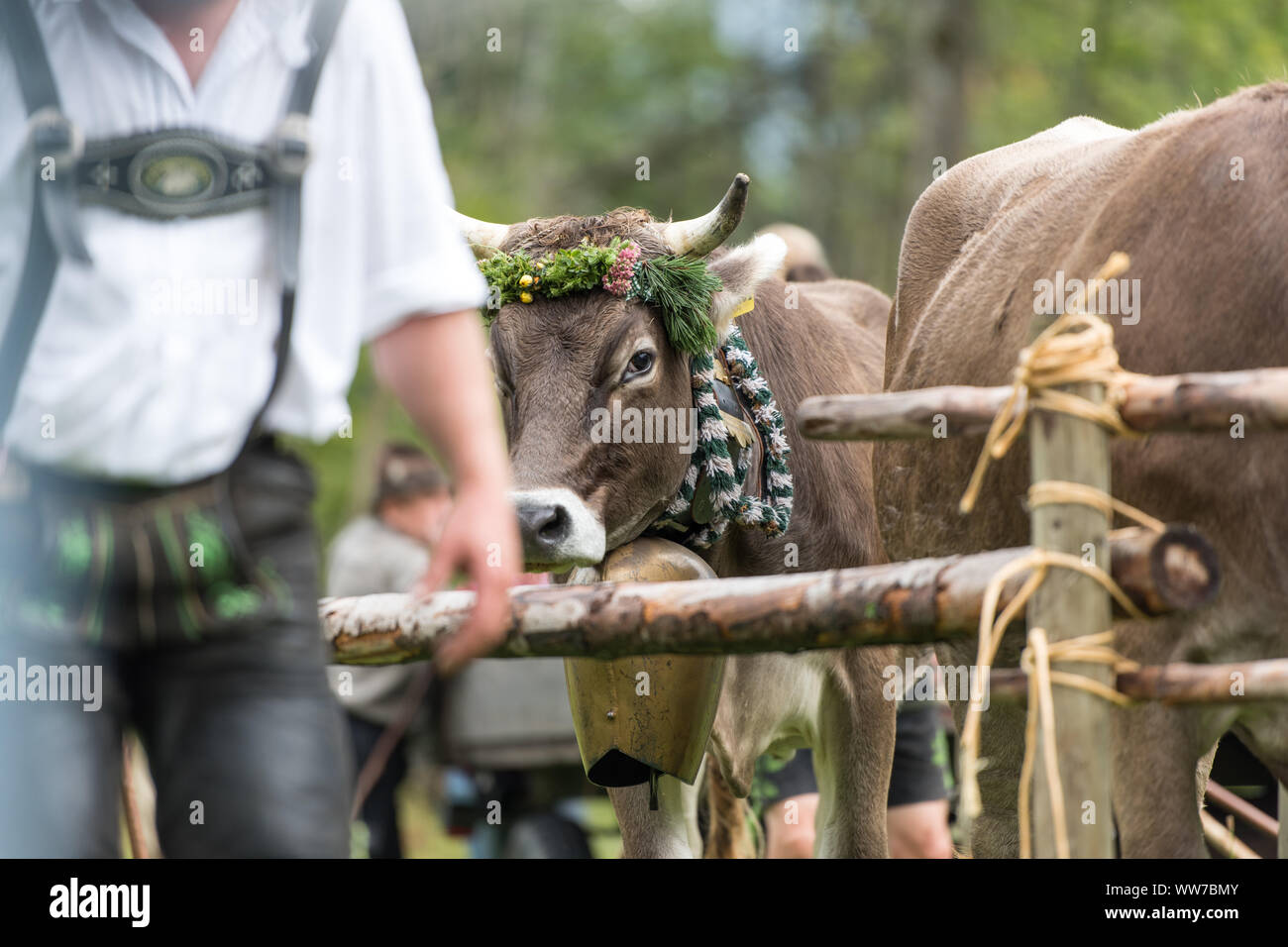 Viehscheid' nach dem Almabtrieb (zeremonielle Fahren hinunter von Rindern von der Alm ins Tal im Herbst) im Spätsommer in Bayern, Kuh mit Kopftuch und Kuhglocke, neben dem Landwirt in Lederhose Stockfoto