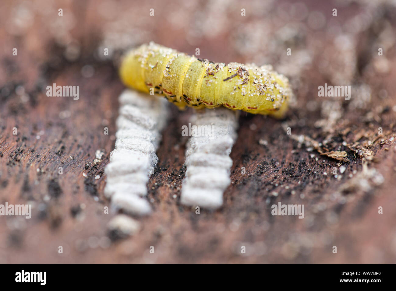 Parasitisierte raupe mit brakoniden Wespenkokons auf Holzoberfläche in Florida. Stockfoto