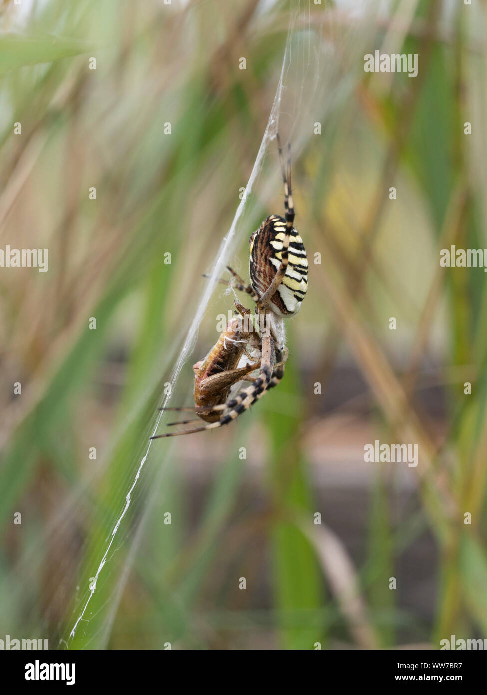 Wasp spider Argiope Bruennichi, weiblich mit Beute im Netz Stockfoto