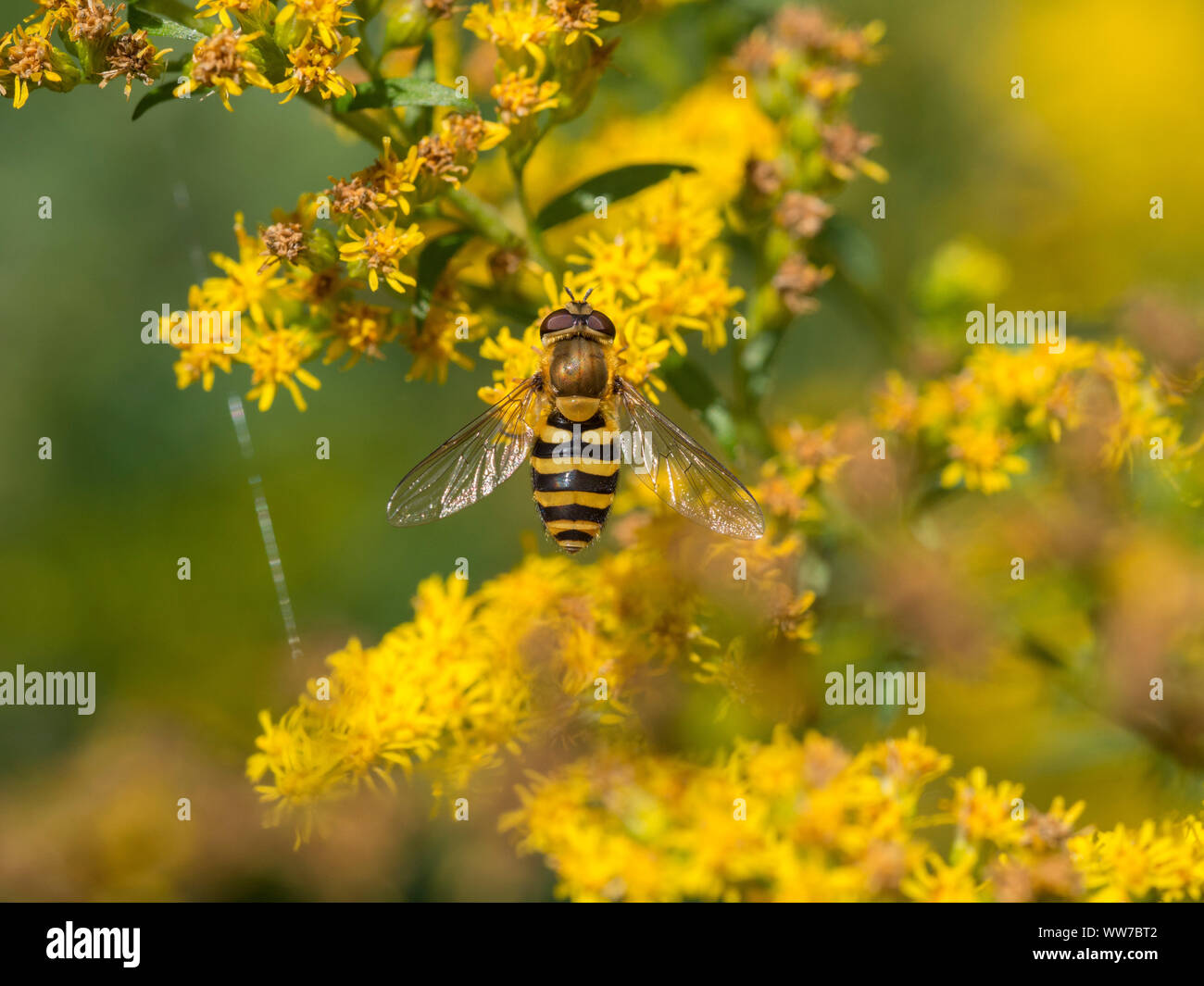 Gemeinsamen Garten hoverfly, Syrphus ribesii, auf einem goldrute Stockfoto