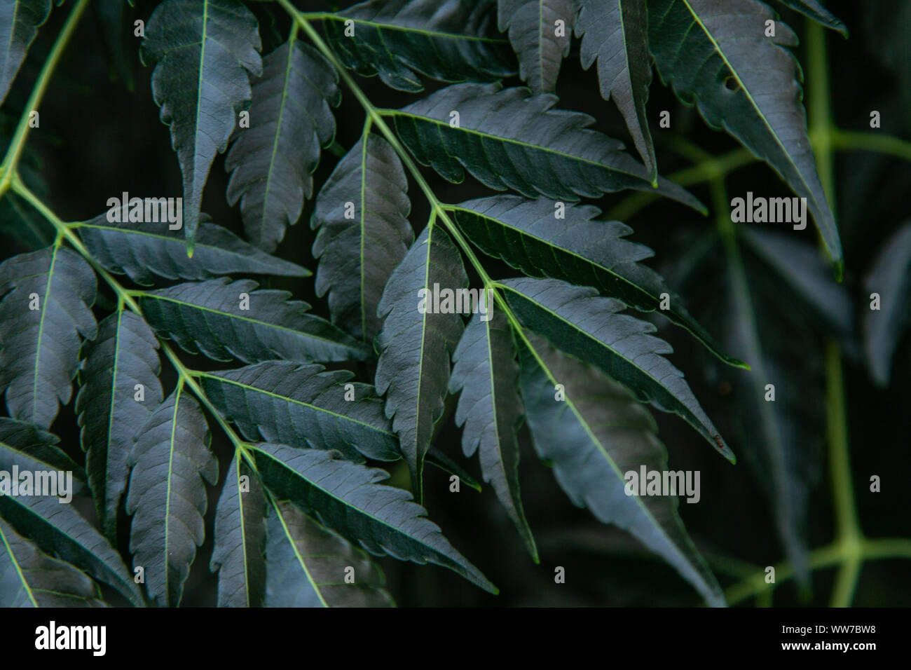 Nahaufnahme von zusammengesetzten Blättern eines Chinaberry-Baumes (Melia azedarach), der im Hammock Park, Florida, wächst. Stockfoto