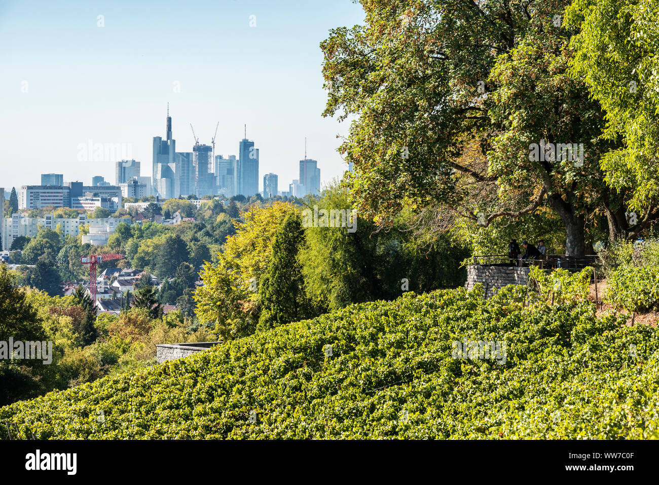 Frankfurt am Main, Hessen, Deutschland, Frankfurt Skyline Der Lohrberg im Herbst Stockfoto