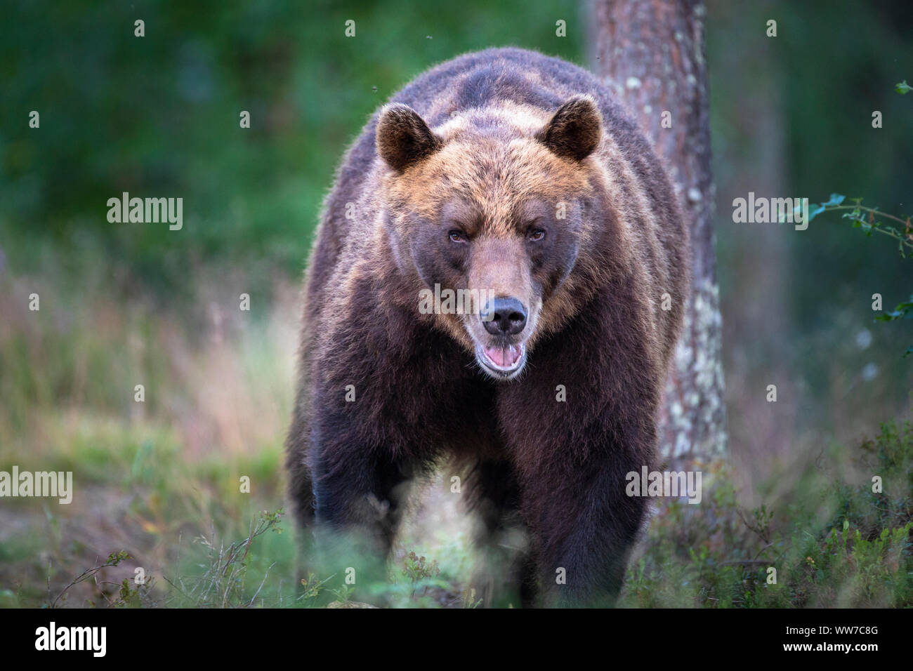 Braunbär, Ursus arctos, Finnland, single, laufen in Richtung Kamera Stockfoto