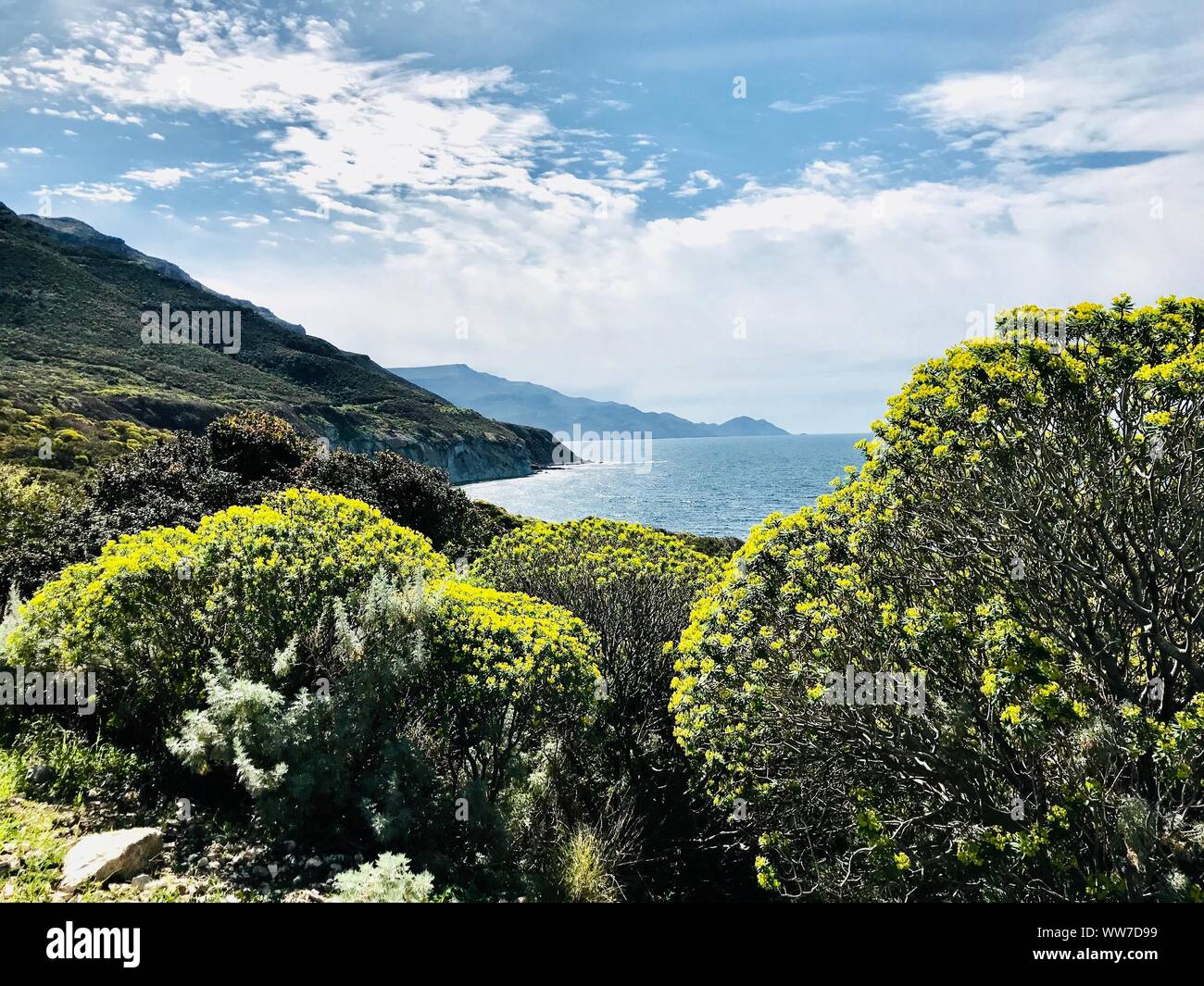 Frühlingserwachen in Sardinien, blühende Sträucher Stockfoto