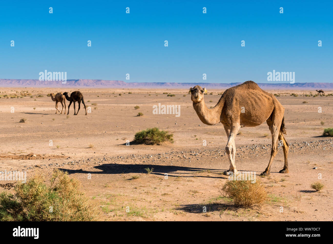 Marokko, Hoher Atlas, Hochebene, Dromedare, Camelus dromedarius Stockfoto