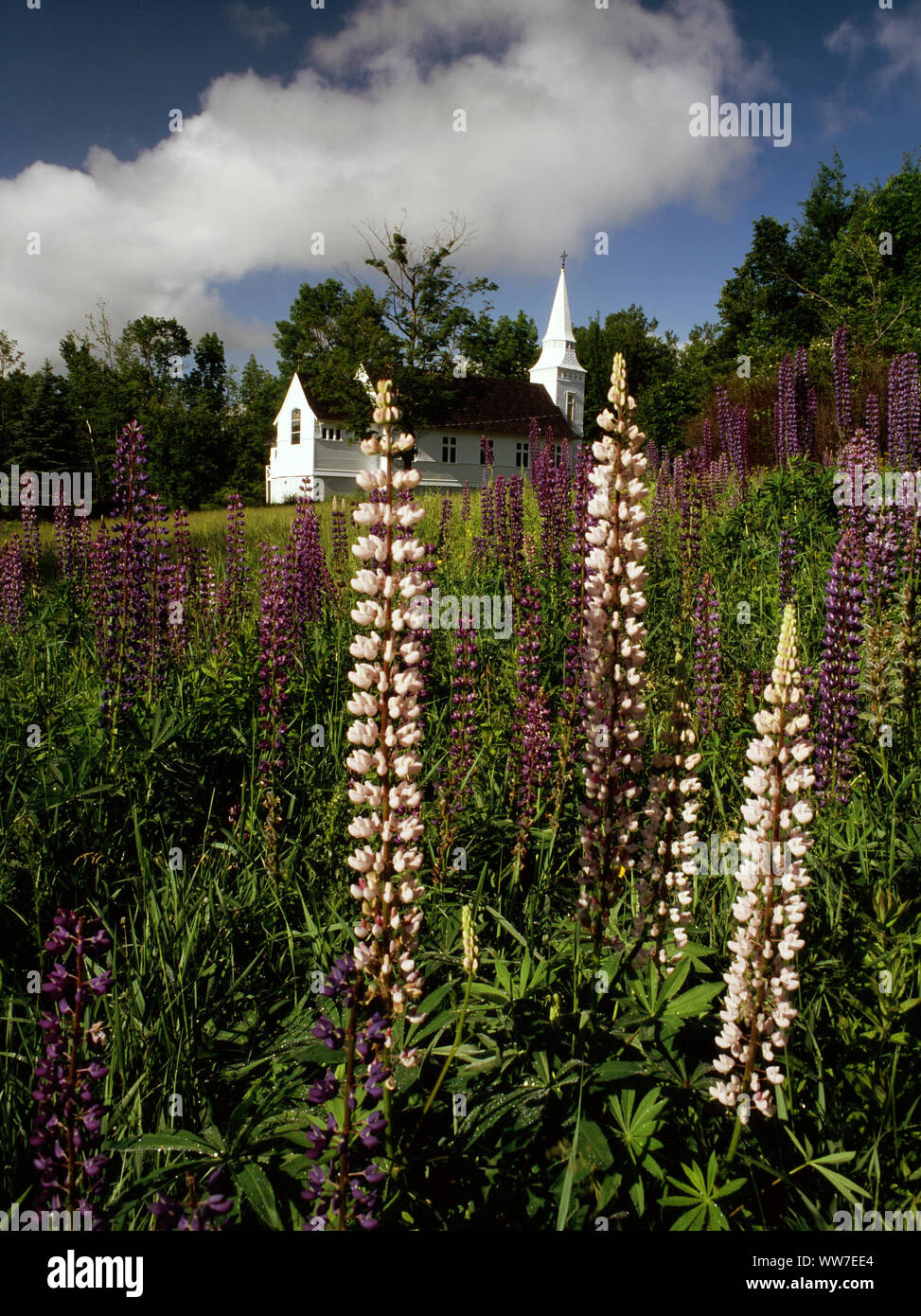 Lupinen in Sugar Hill New Hampshire Stockfoto