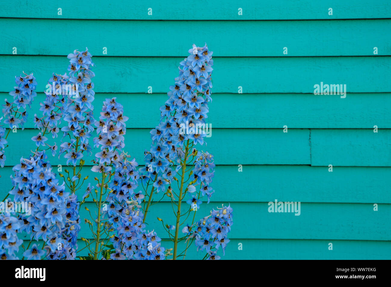 Hellblau Rittersporn, gemeinhin als larkspur bekannt, Kontrast schön gegen eine türkise Wand in St. John's, Neufundland, Kanada im Seeverkehr. Stockfoto