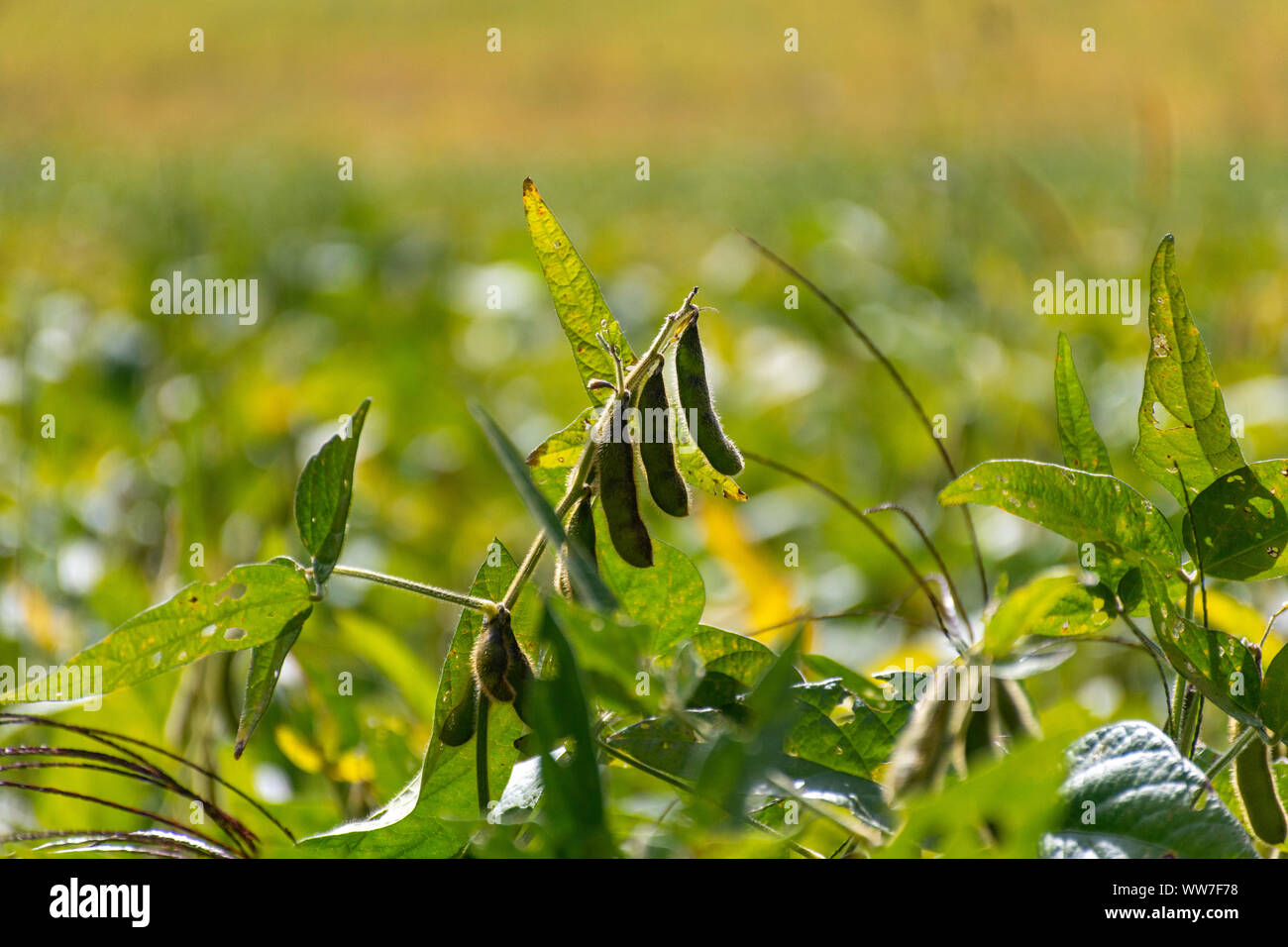 Sojabohnen in einem Ontario Feld erwarten Ernte im frühen Herbst, um aktuellen globalen Handel und die Herausforderungen, denen die Landwirte verletzt. Stockfoto