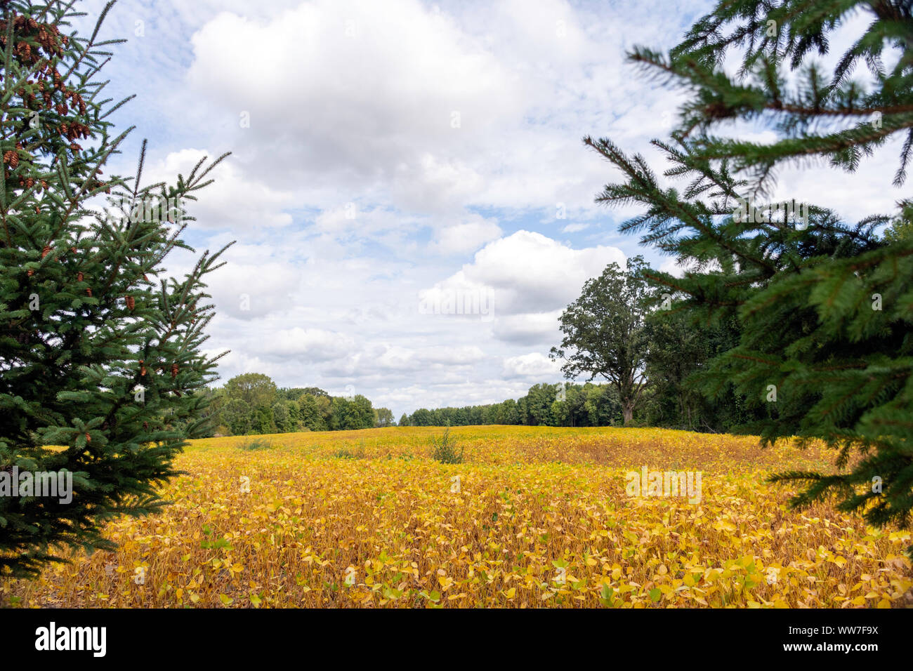 Sojabohnen in einem Ontario Feld erwarten Ernte im frühen Herbst, um aktuellen globalen Handel und die Herausforderungen, denen die Landwirte verletzt. Stockfoto