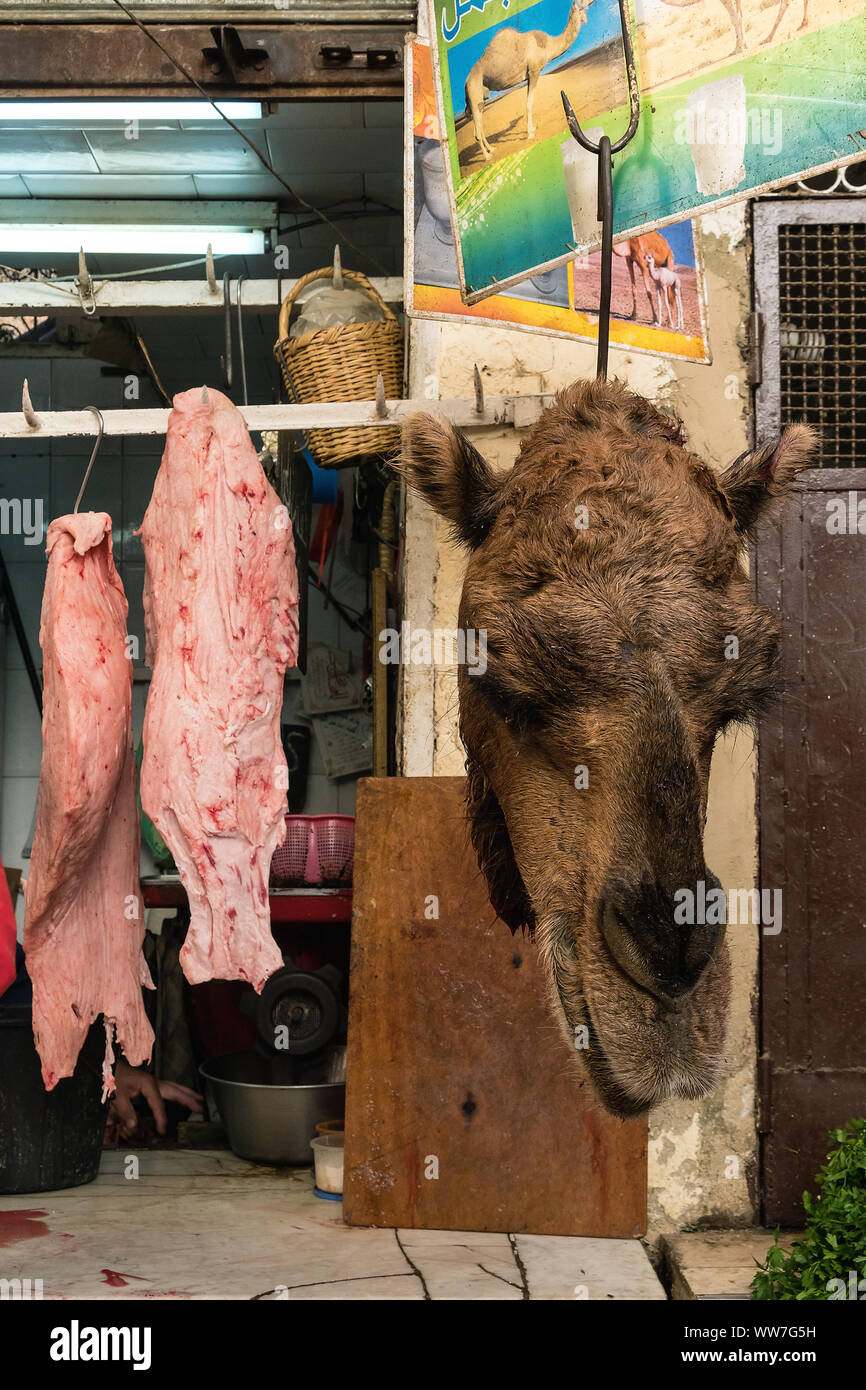 Marokko, Fes, Altstadt, Souk, Kamel Fleisch Verkauf, Kamel Kopf Stockfoto