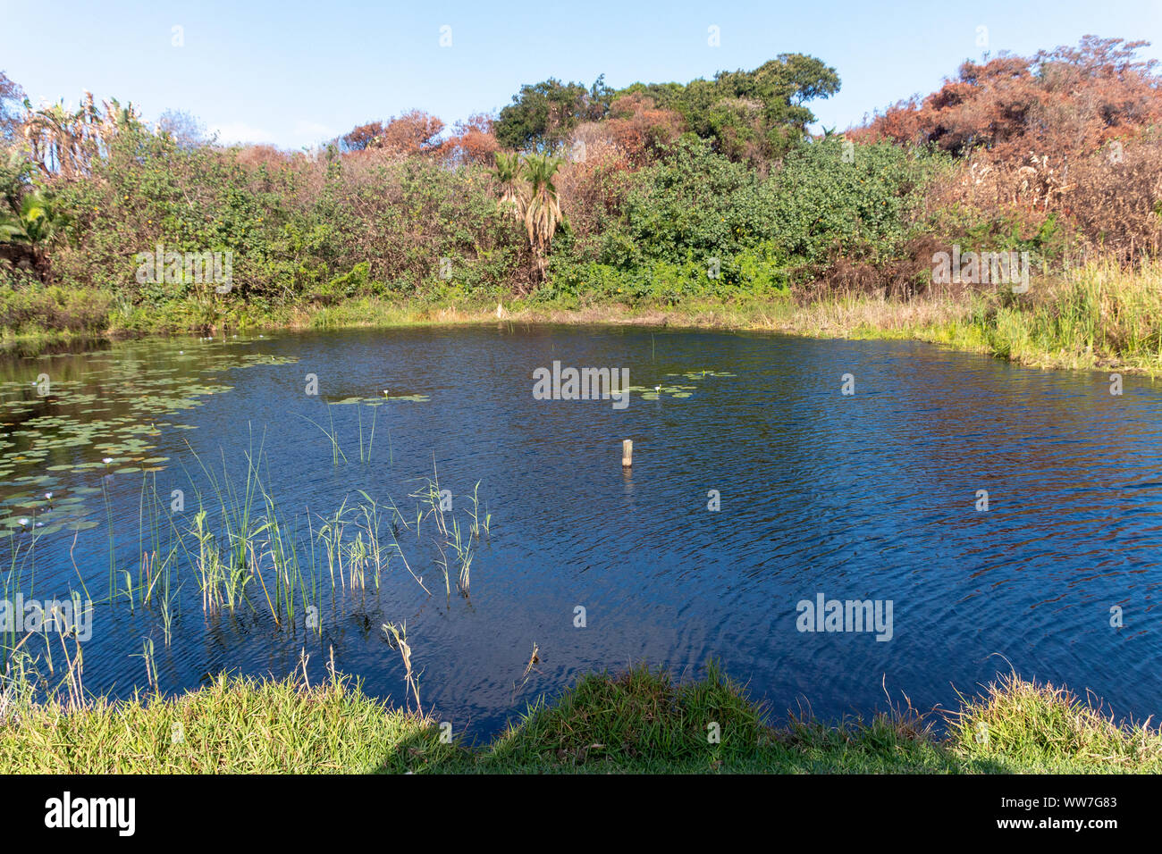 Eine Nahaufnahme von einem Teich in der Mitte eines Waldes Stockfoto