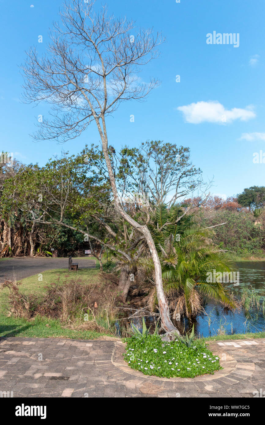 Einen toten Baum mit grünen Pflanzen und Blumen an der Unterseite, neben einem Teich Stockfoto