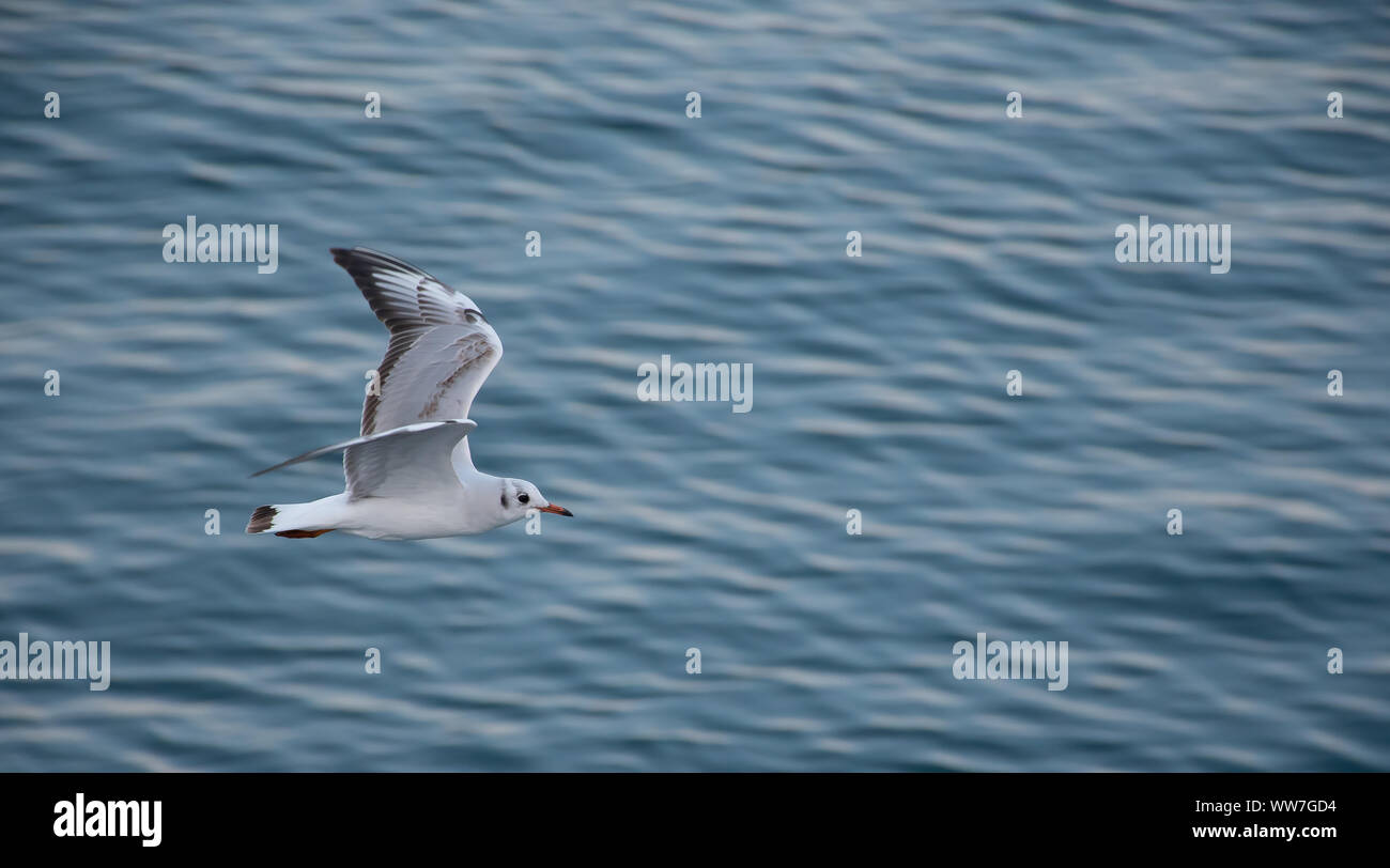 Möwen fliegen über blaue Meer Stockfoto