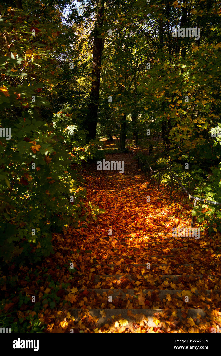 Ein Pfad in Fulda im Wald im Herbst, goldene Blätter liegen auf dem Schritte Stockfoto