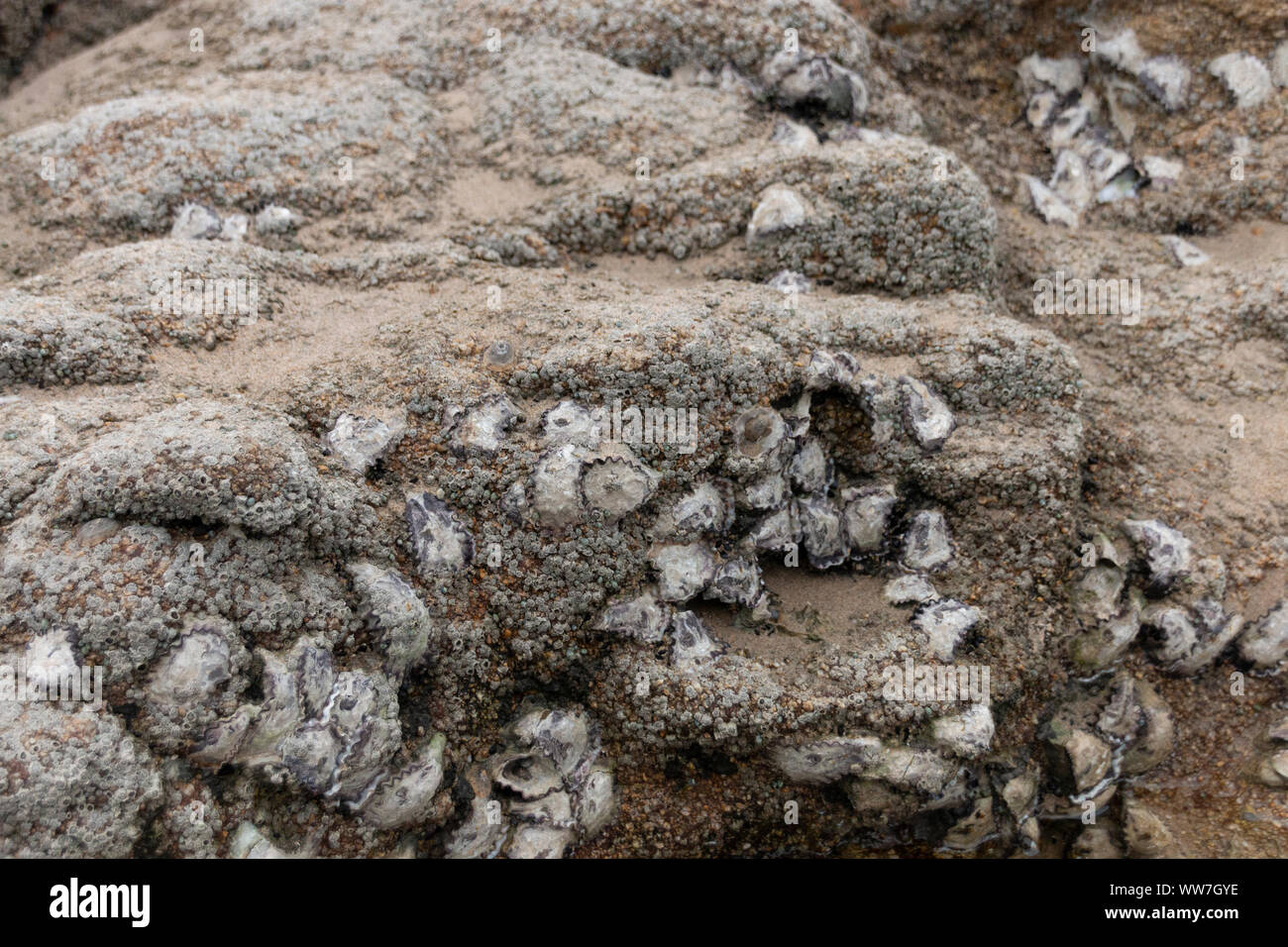 Eine Nahaufnahme von Muscheln auf den Felsen in der Nähe der Ufer auf dem Ozean Wasser Stockfoto