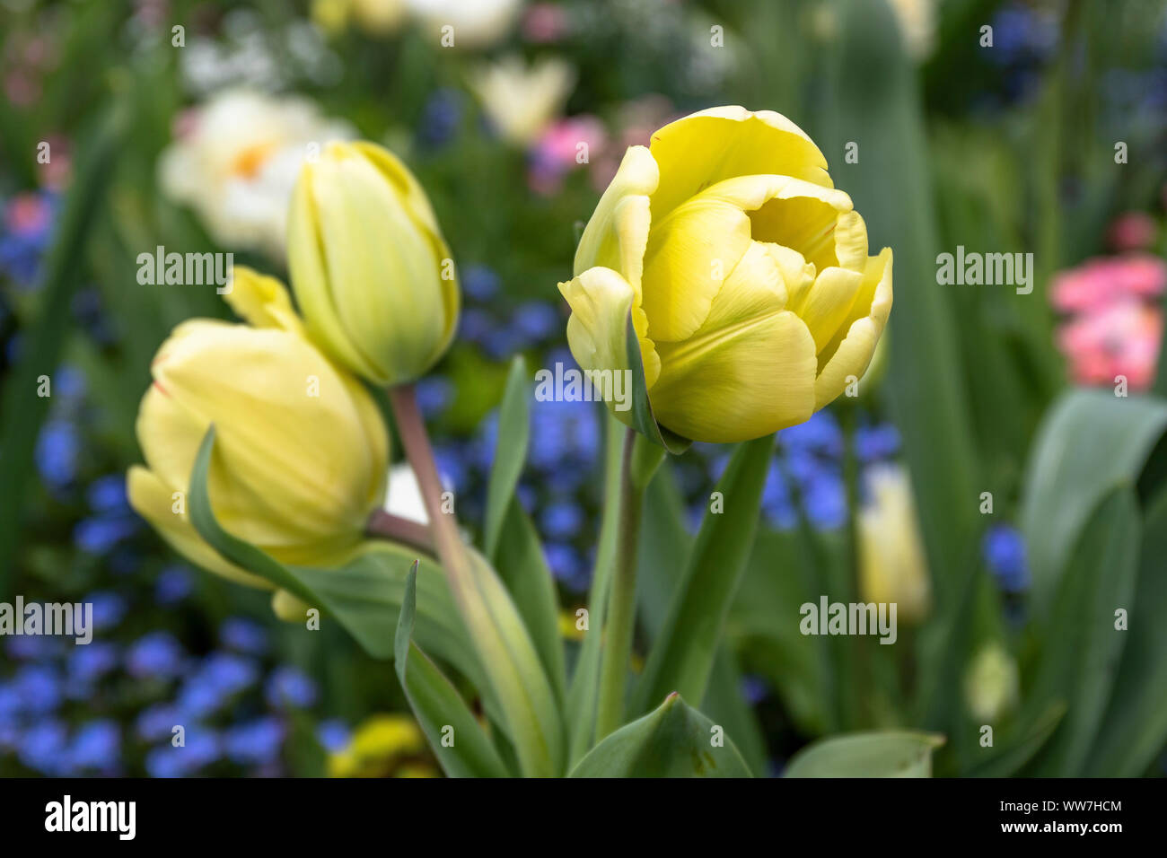 Deutschland, Baden-Württemberg, Bodensee, Bodensee, Insel Mainau, Gelbe Tulpen auf der Mainau Blumeninsel im Frühjahr Stockfoto