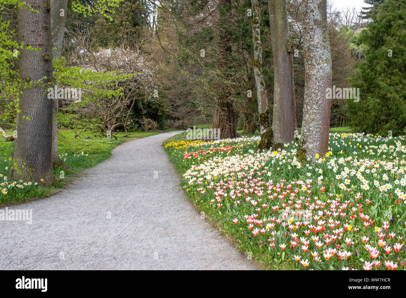 Deutschland, Baden-Württemberg, Bodensee, Bodensee, Insel Mainau, blühenden Park auf der Mainau Blumeninsel im Bodensee Stockfoto