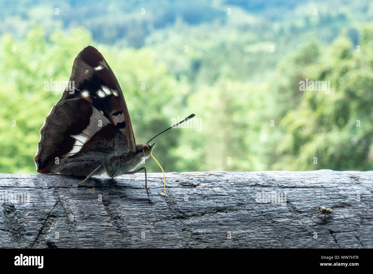 Deutschland, Baden-Württemberg, Schöbel nbuch, Schmetterling in der Schöbel nbuch Natur Park Stockfoto