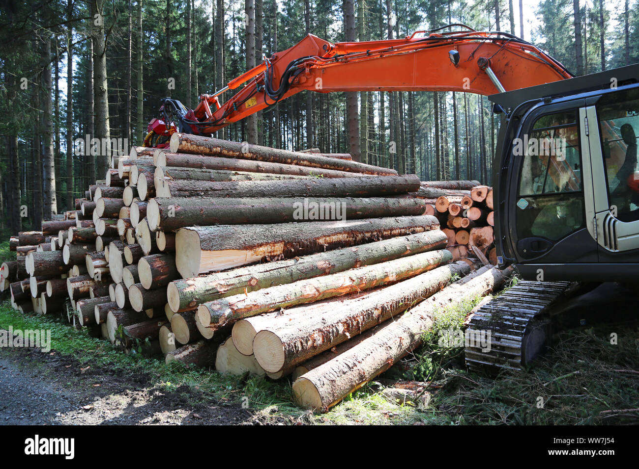 Holzernte im Nadelwald Stockfoto