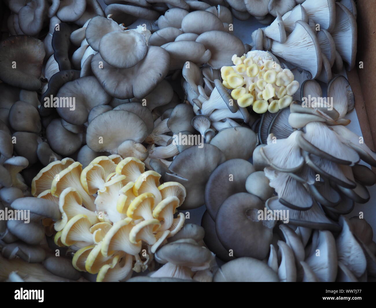 Austernpilze, schöne abstrakte Design in der Perle Grau und Weiß Stockfoto