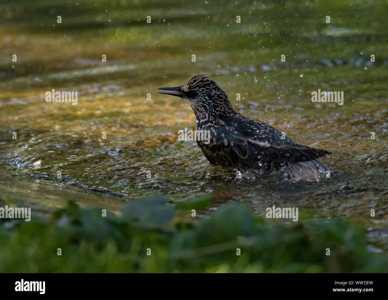 Star (Sturnus vulgaris) badet im Teich, Stockfoto