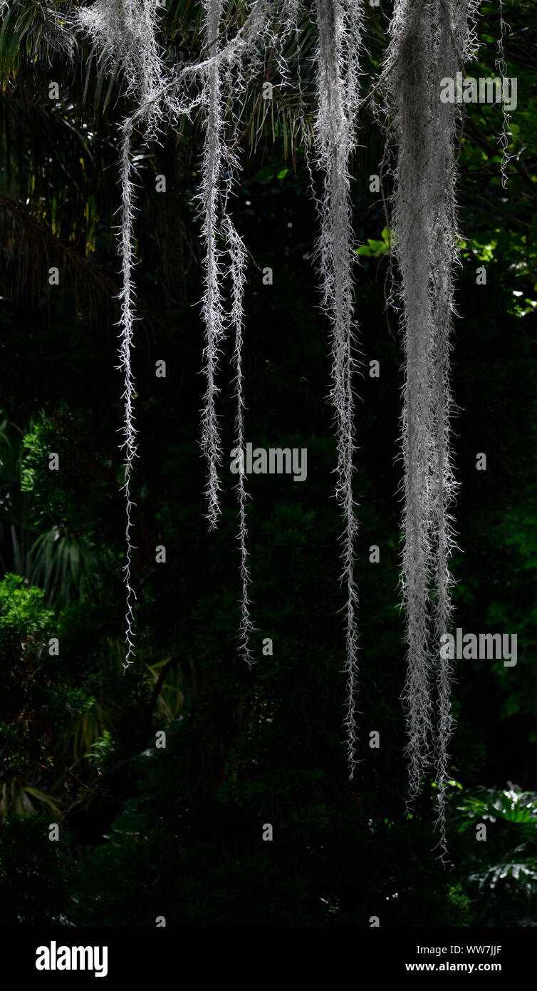 Baum Moos auf kahlen Zypresse, distichum Taxodium distichum, JardÃ-n de AclimatiÃ³n de La Orotava, Botanico, Botanischer Garten, Spanien, Teneriffa, Puerto de la Cruz Stockfoto
