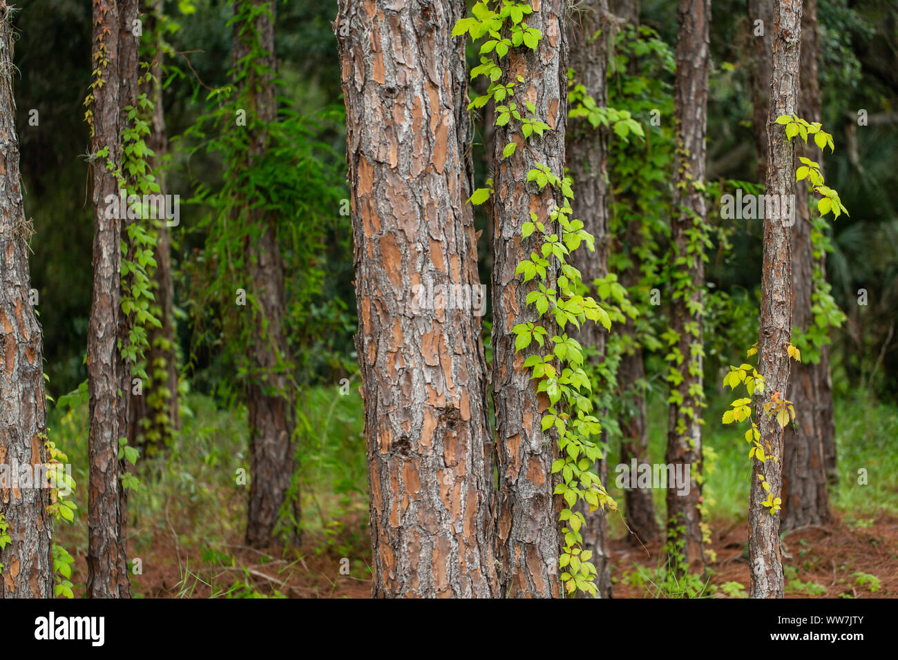 Langblatt-Kiefern mit Kletterweben in einem bewaldeten Gebiet im Hammock Park, Florida. Stockfoto