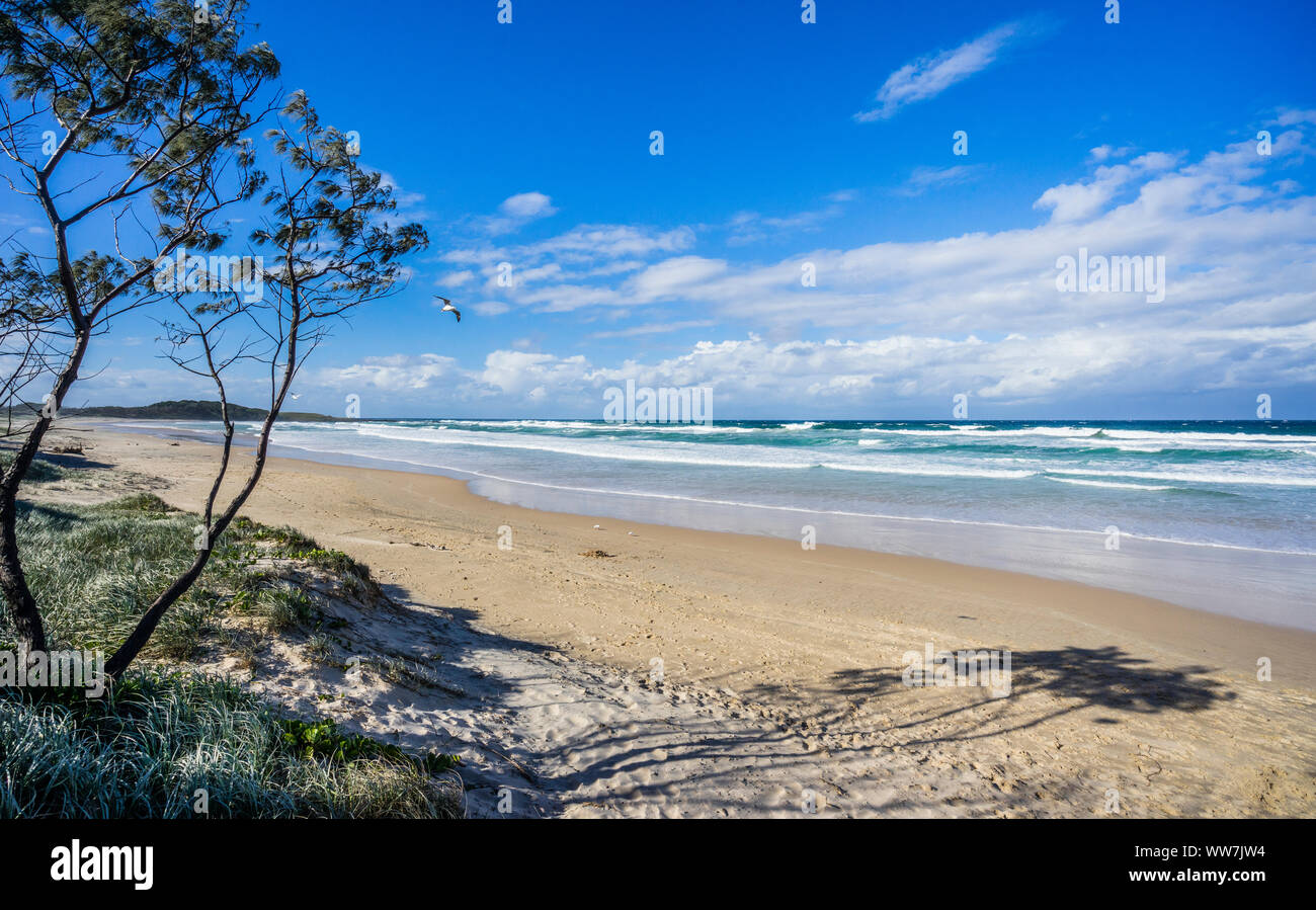 Anzeigen von Pippi Strand in Yamba, nördlichen Flüsse region, New South Wales, Australien Stockfoto