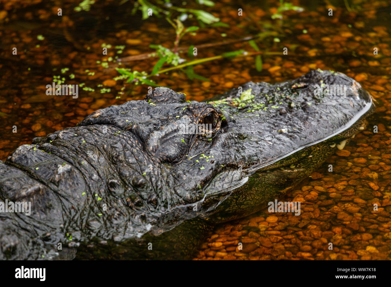 American Alligator (Alligator mississippiensis) ruht im Wasser des Brooker Creek Preserve in Pinellas County, Florida, USA. Stockfoto