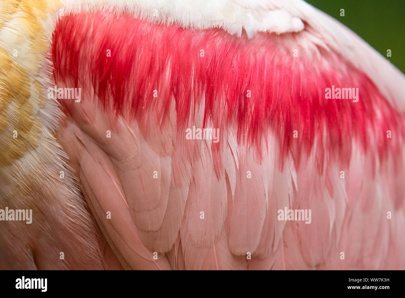Detail die Flügelfedern eines Roseate-Löffelbills (Platalea ajaja) im Ellie Schiller Homosassa Springs Wildlife State Park, Florida, USA. Stockfoto