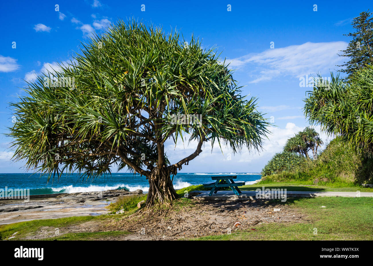 Pandanus Baum auf der südlichen Landspitze von Yamba Main Beach, nördlichen Flüsse region, New South Wales, Australien Stockfoto