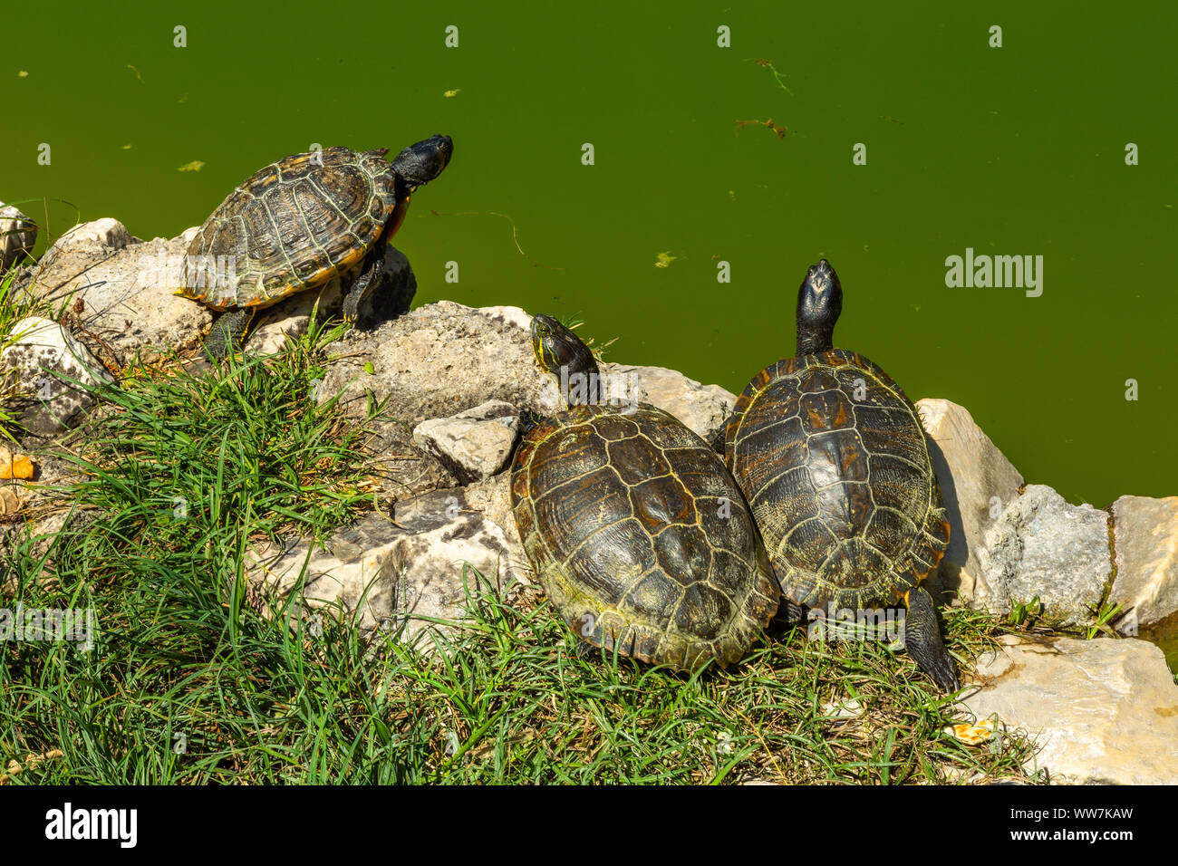Drei Süßwasserschildkröten Stockfoto