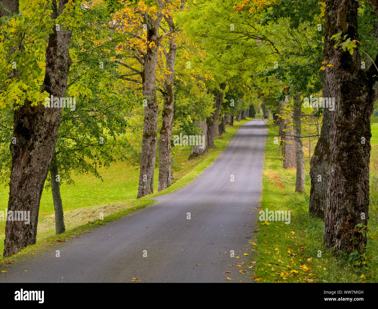 Schweden, Smaland, Herbst - farbige maple Avenue in der Nähe von SÃ¤vsjÃ¶ Stockfoto