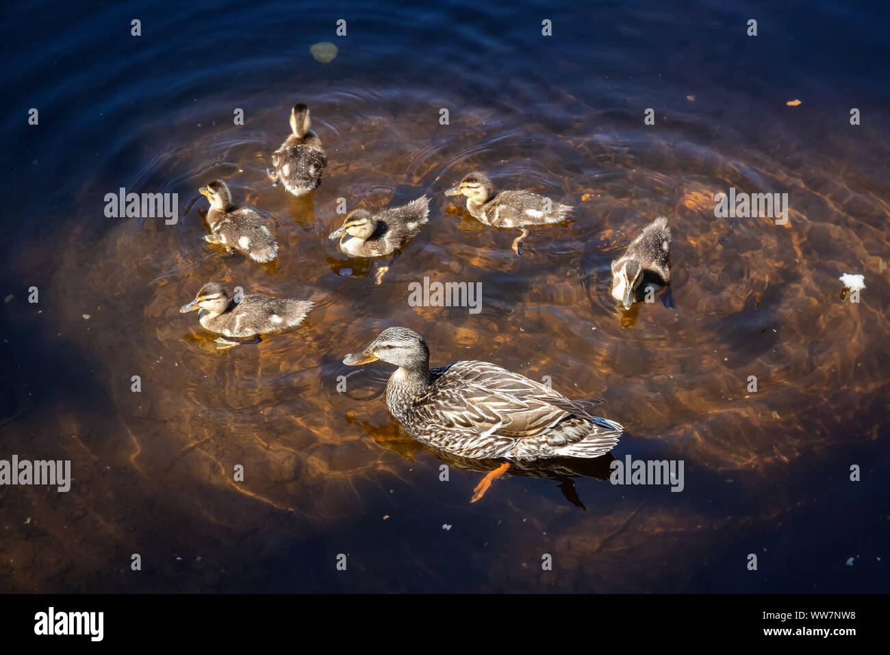 Die Enten im Wasser im Sommer Tag. Von Trillium See, Mt. Hood National Forest, Oregon, Vereinigte Staaten von Amerika. Stockfoto