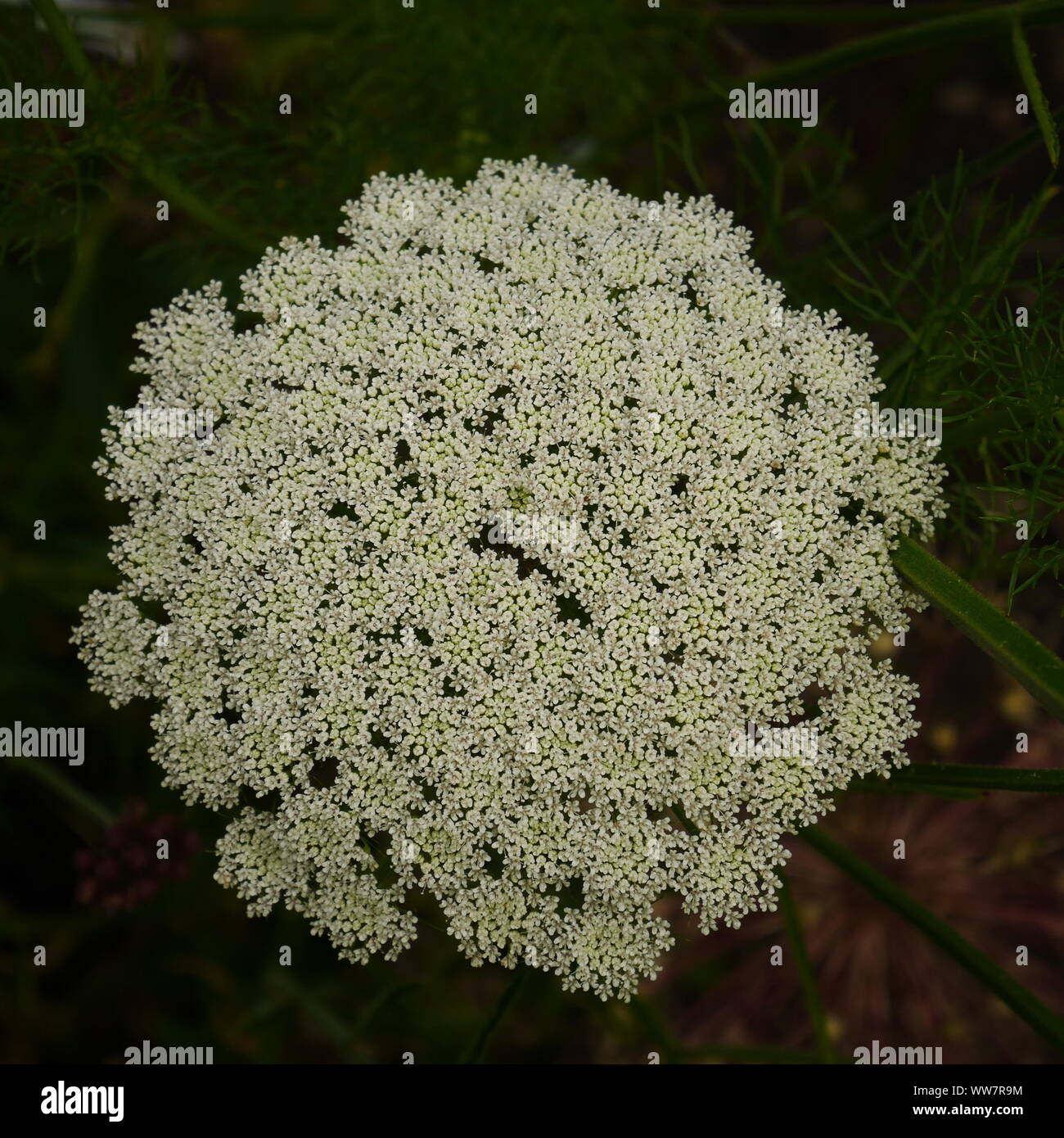 Nahaufnahme einer großen weißen Ammi visnagi Blütenkopf Stockfoto