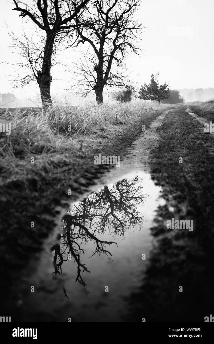 Kahlen Zweige in einer Pfütze widerspiegelt Stockfoto