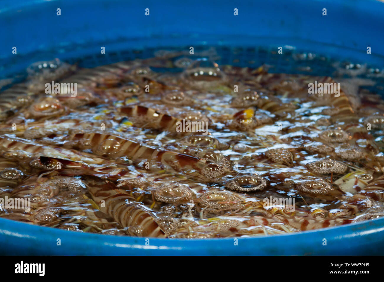 Taichung, Taiwan. 3. Jan 2009. Noch lebendig kuruma Prawn (Marsupenaeus japonicus) alias kuruma prawn Garnele, gestreift oder japanischen Tiger Garnelen. An den lokalen Seafood Market bereit für verkaufen und für Bestandteil, Taichung, Taiwan verwenden. Stockfoto