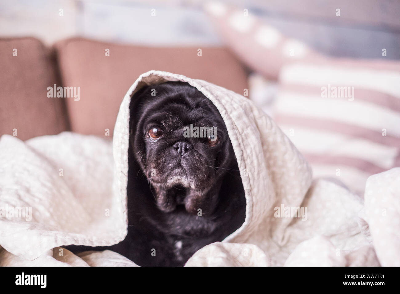 Mops Hund Spaß spielen unter der Decke. Liegen auf einem braunen Couch, schauen Sie mit zarten Augen in einer weißen Decke gewickelt. Stockfoto