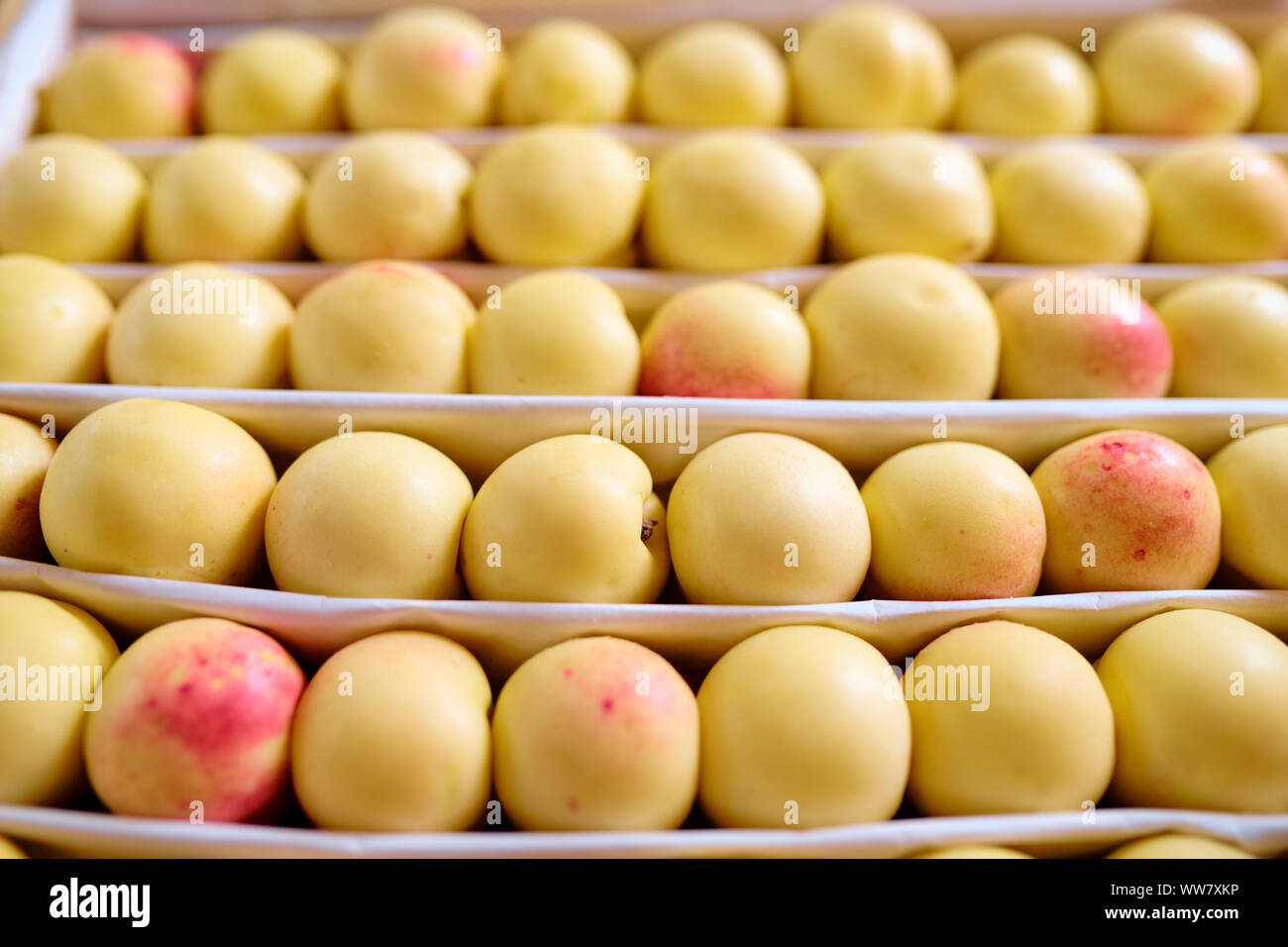 Mehrere Reihen von Frische reife gelbe Nektarinen oder Aprikosen auf Obst Anzeige Stockfoto