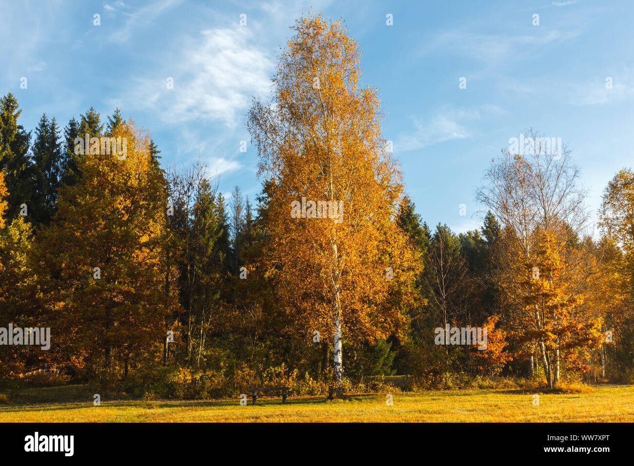 Indian Summer in Bayern, die Birke mit weißen Rinde am Rande der Wald im Herbst, Stockfoto
