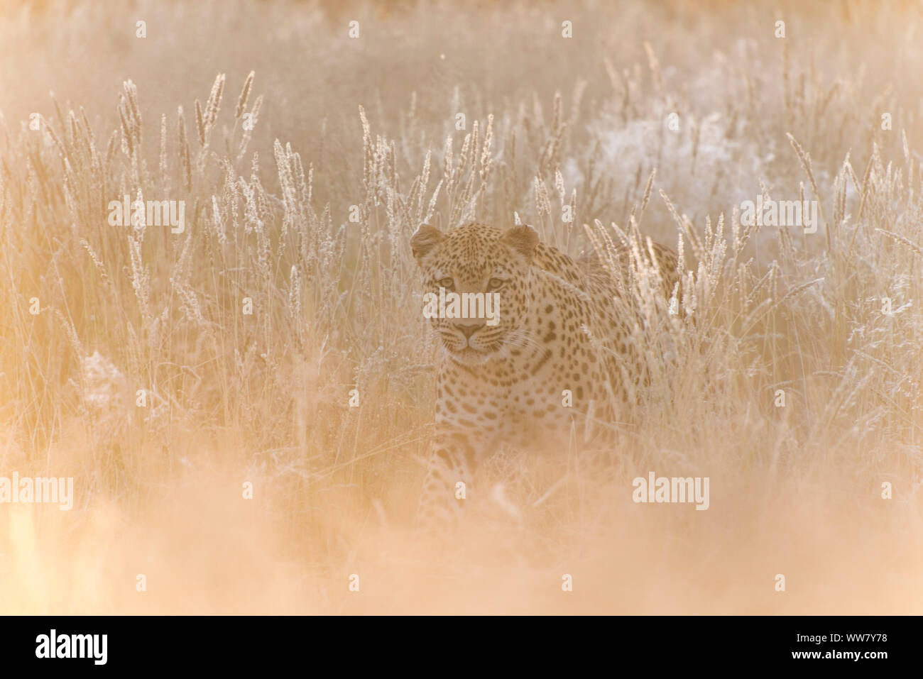 Leopard im hohen Gras, Namibia, in der frühen Morgensonne Stockfoto