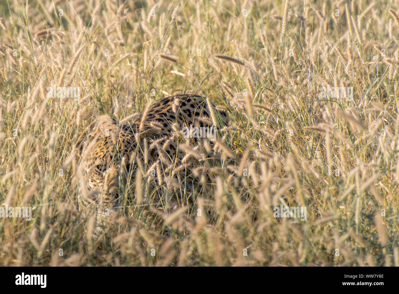 Leopard liegen im hohen Gras in Namibia, fast unsichtbar Stockfoto